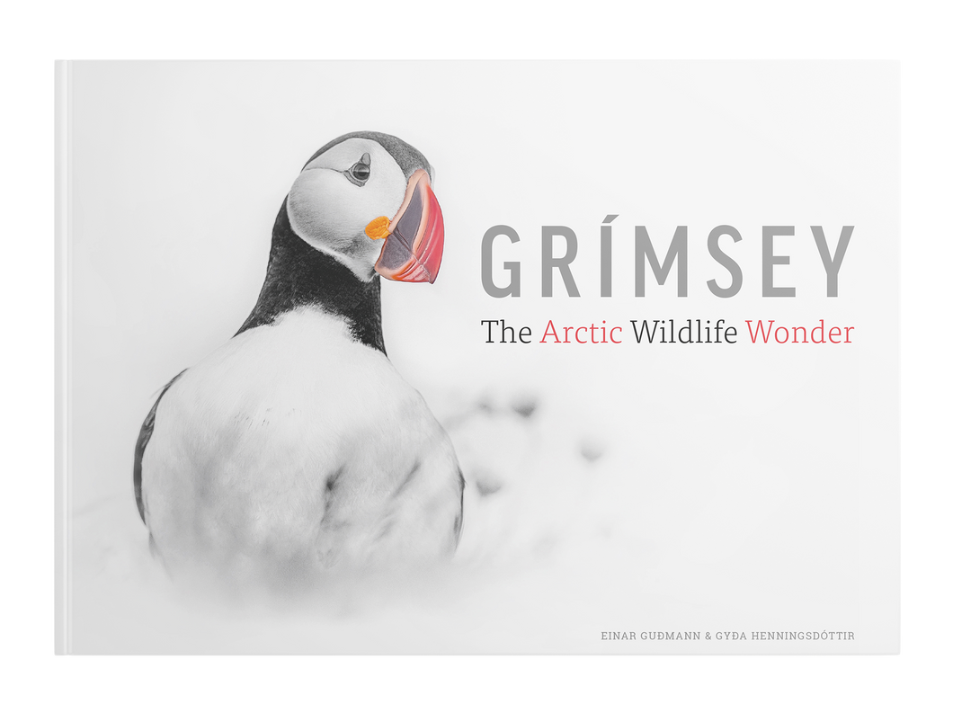 Grímsey: The Arctic Wildlife Wonder